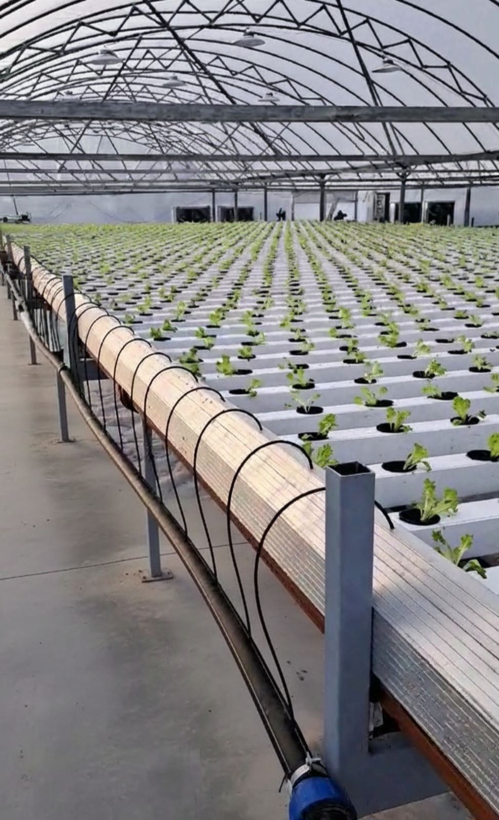 Хидропонна салата