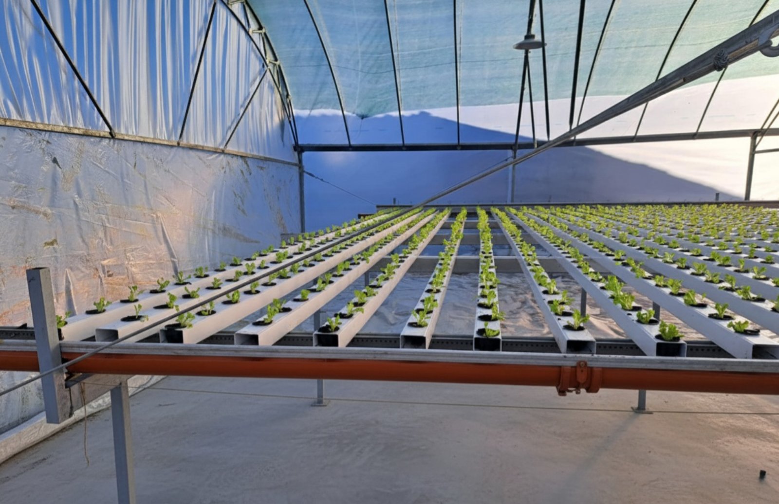 Хидропонни подправки