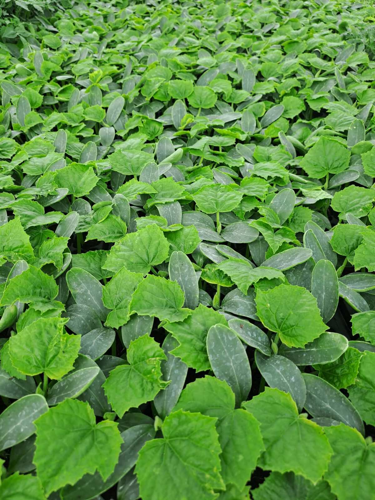 Модерна оранжерия с климатичен контрол