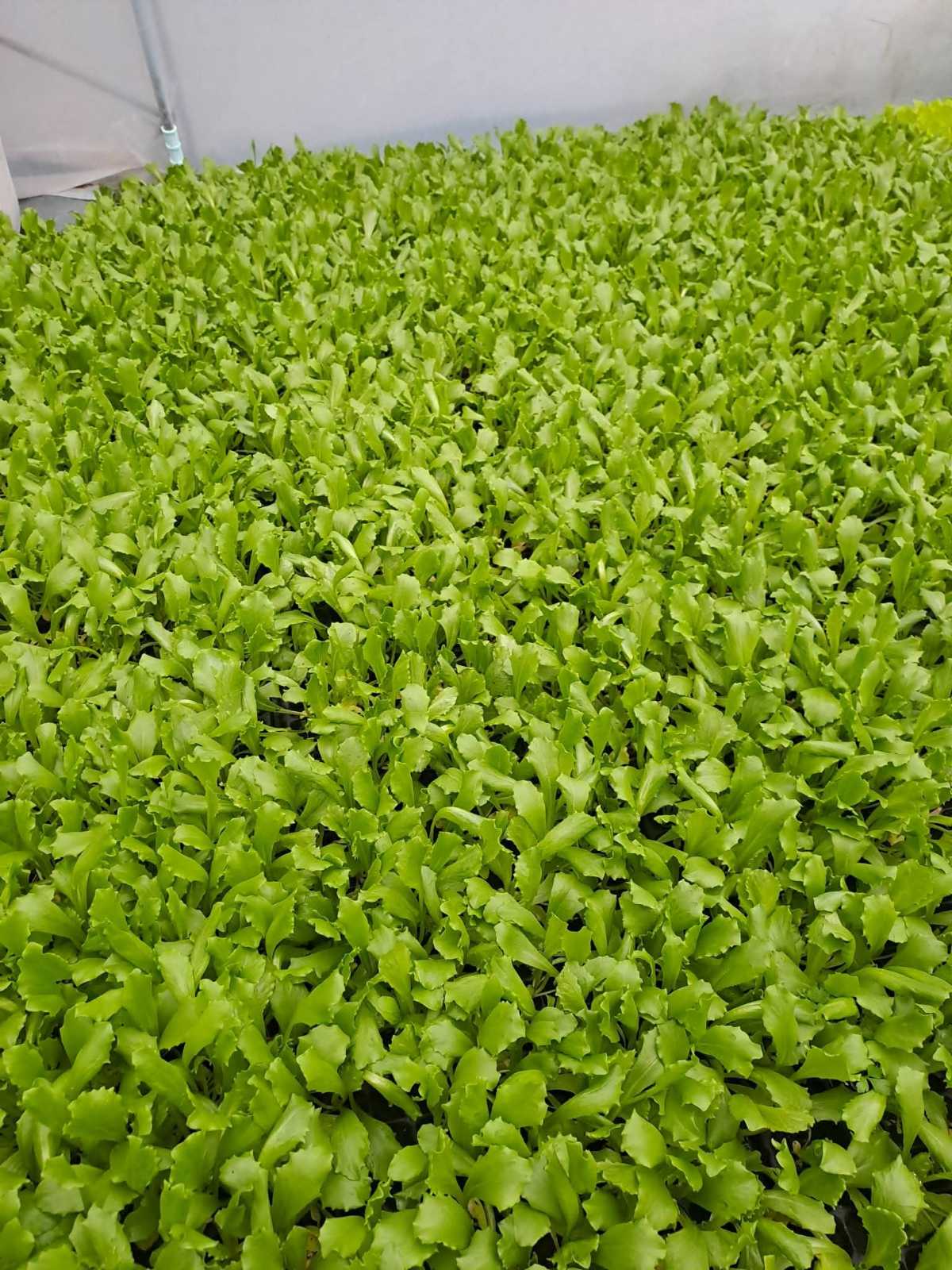 Салата и Зеле