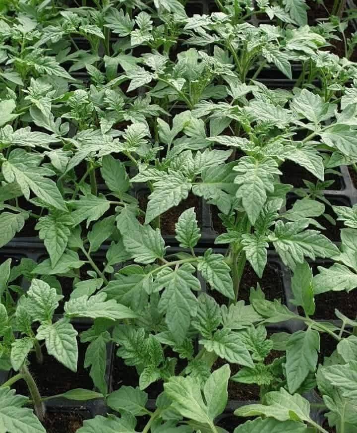 Безколов домат хибрид (Хепинед, Фаидра)