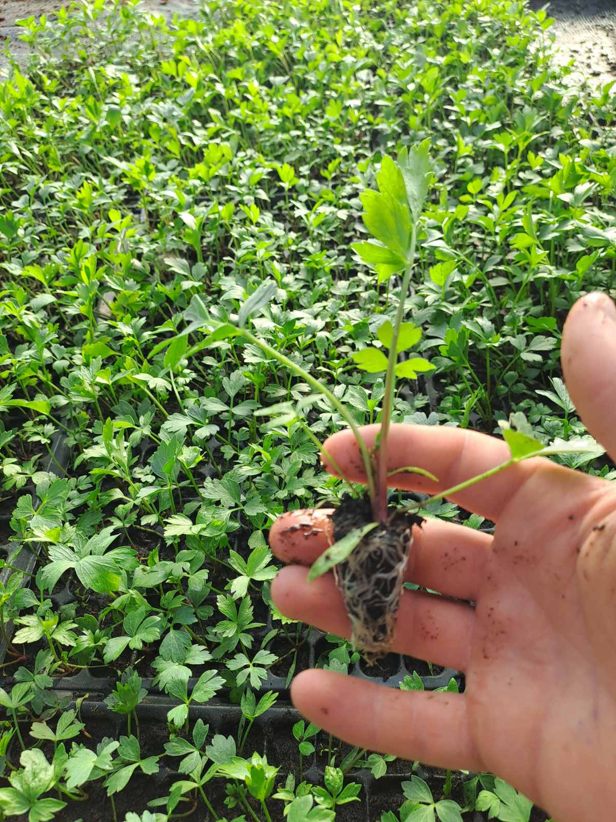 Подправка - Девисил (табла 200 гнезда)