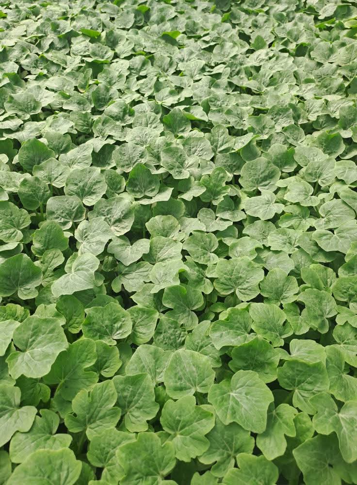 Дини (без присадка)