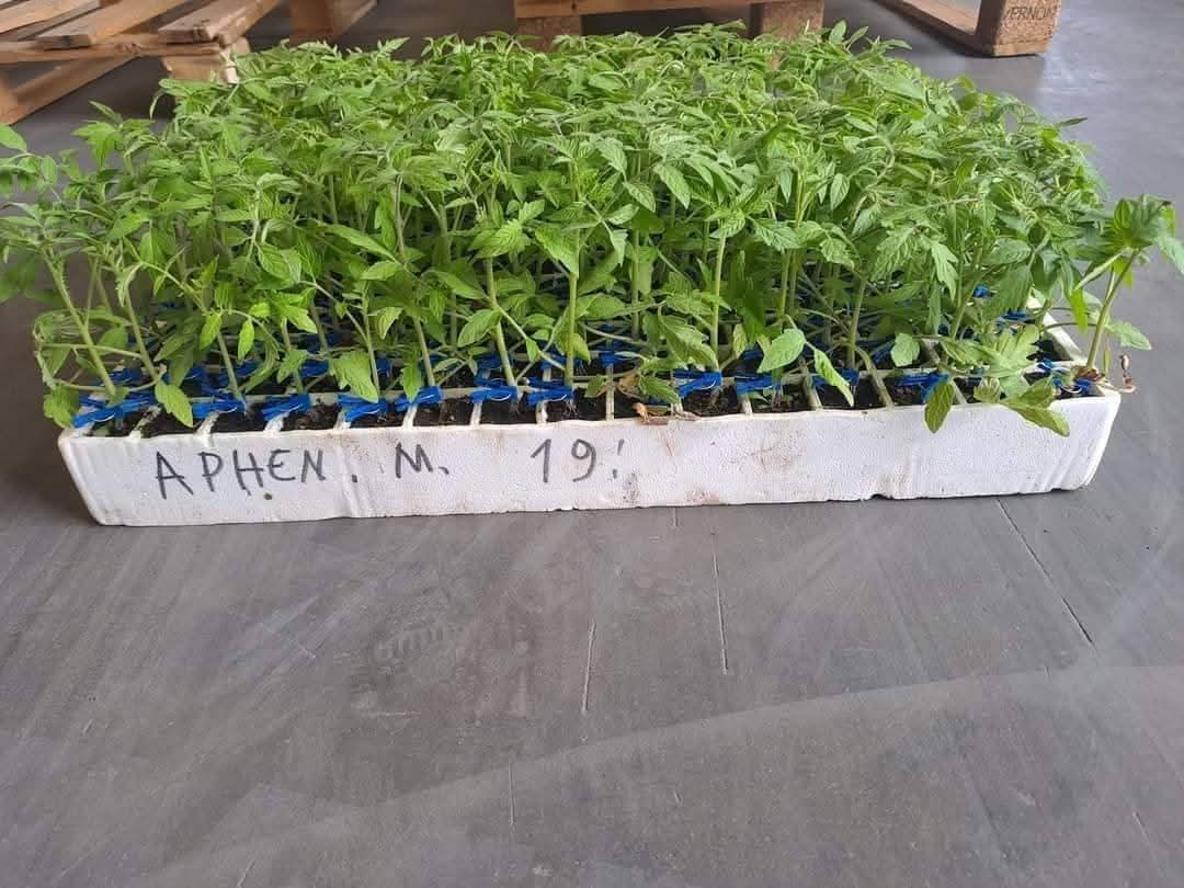 Домати на присадка - Хибридни домати