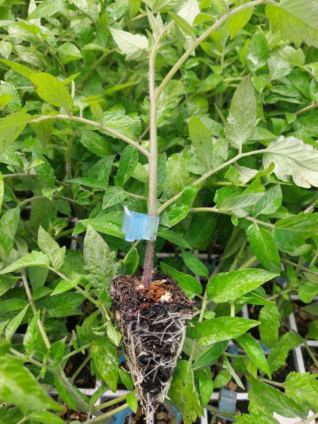 Домати на присадка - БГ сортове