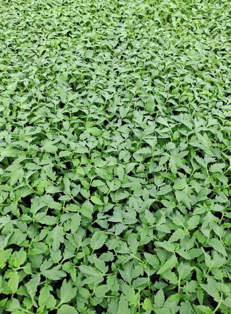 Гъст разсад (без присадка)