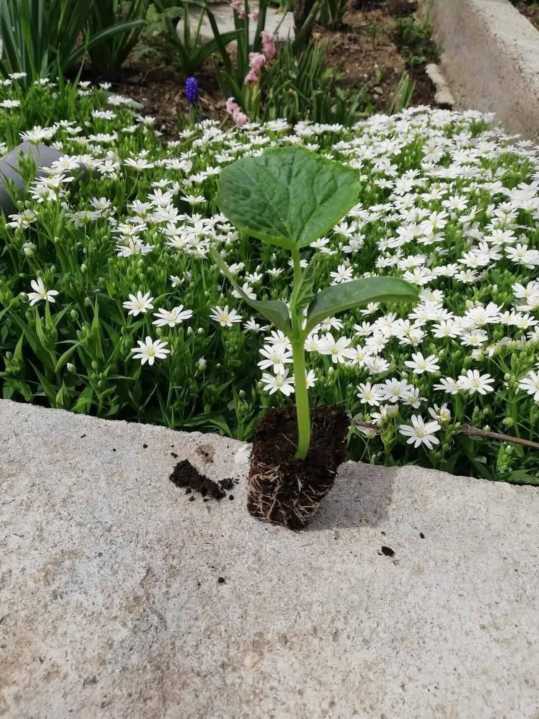 Краставици