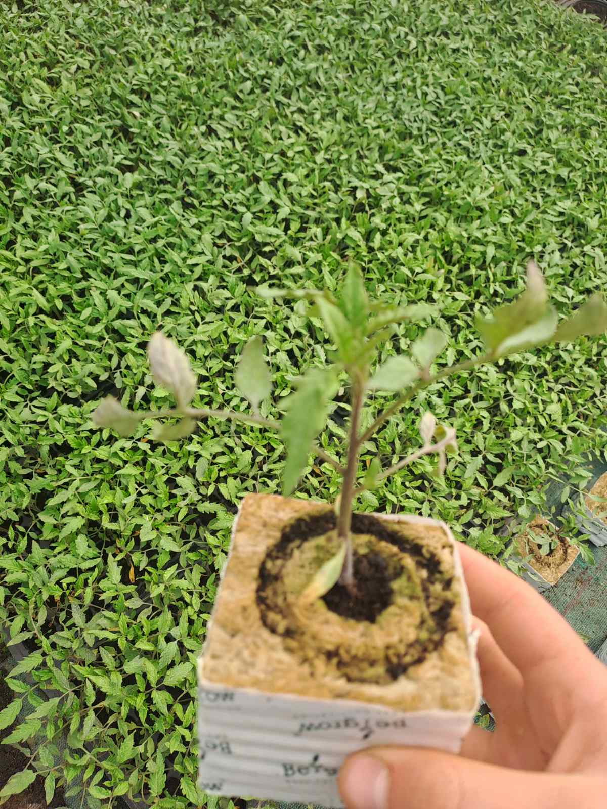 Домати - хидропоника