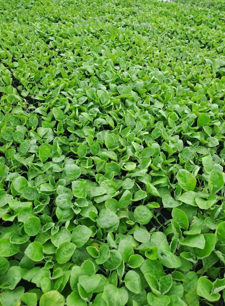 Патладжани