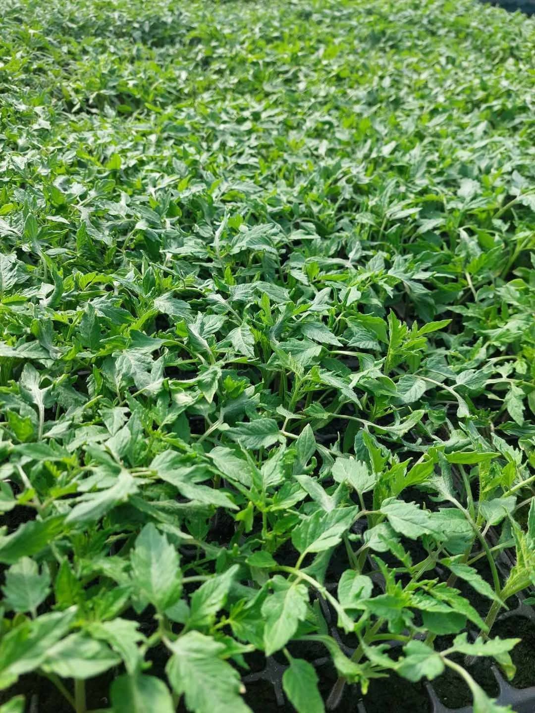 Пикиран разсад (без присадка)