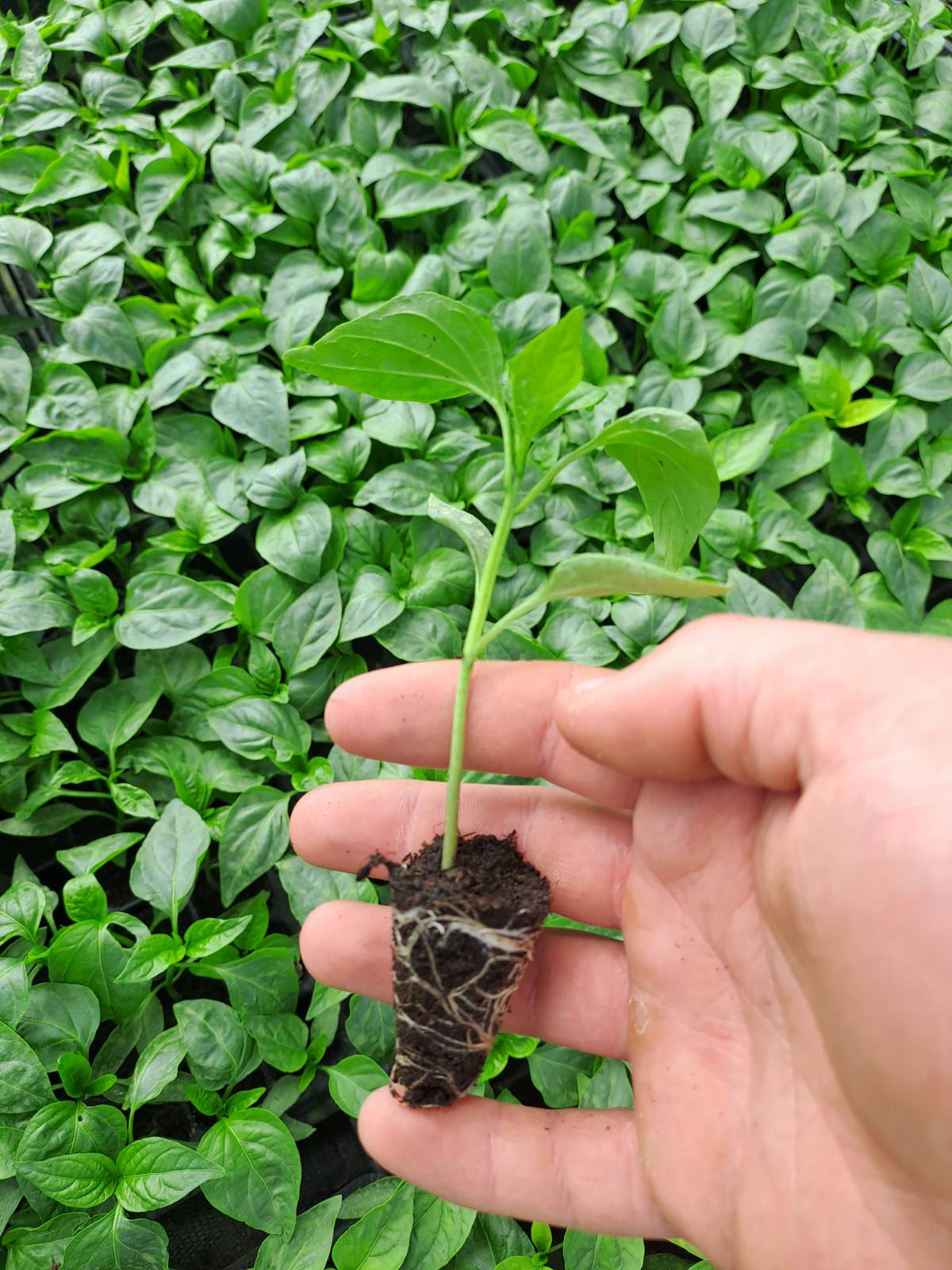 Пипер (със семе)