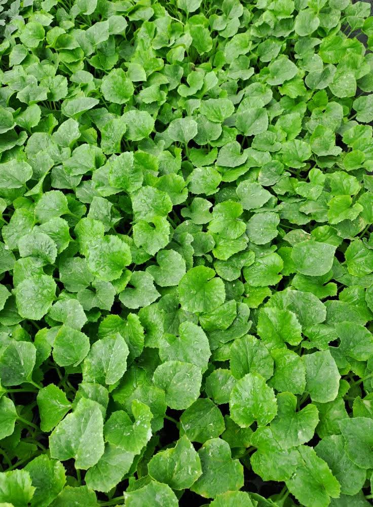 Дини и Пъпеши