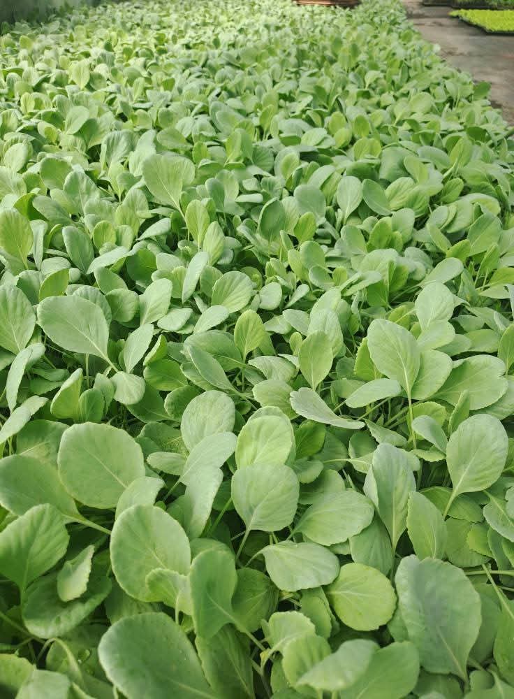 Пролетно/есенно зеле